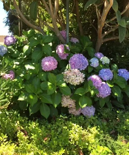 Résidence Casa Favalella Appartement