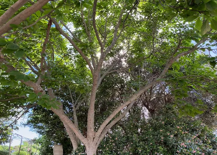 Résidence Casa Favalella Appartement Porto-Pollo