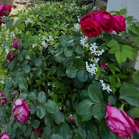 Casa Favalella Διαμέρισμα Porto Pollo